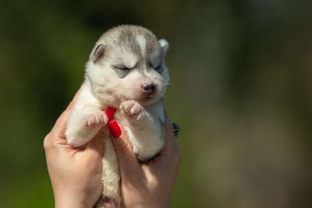 Woman holds black, white and orange colored Siberian Husky puppy in her hands. Young dog isolated with green background.の写真素材