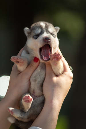 Woman holds black, white and orange colored Siberian Husky puppy in her hands. Young dog isolated...