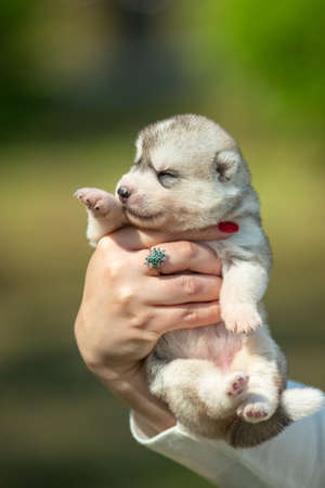 Woman holds black, white and orange colored Siberian Husky puppy in her hands. Young dog isolated with green background.の写真素材