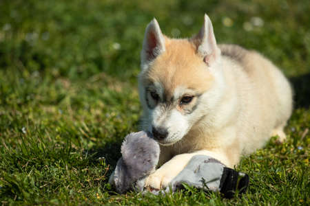 White and orange color Siberian Husky puppy playing on the grass.の写真素材