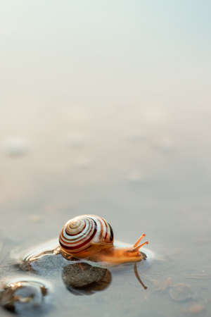 Cute snails reflection in the water. Shell macro, close-up image. Mirrored on waterの写真素材
