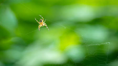 European garden spider (cross spider, Araneus diadematus) sitting in a spider web, Close up macro shotの写真素材