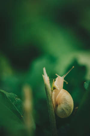 Small white snail on long grass leafの写真素材