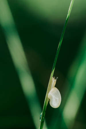 Small white snail on long grass leafの写真素材