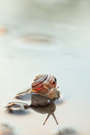Cute snails reflection in the water. Shell macro, close-up image. Mirrored on waterの写真素材