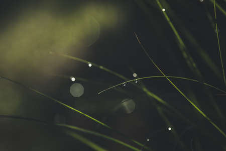 Morning dew on green spring grass with shallow DOF, blurred backgroundの写真素材