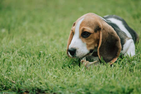 Cute male Beagle puppy, 3 months old, laying on the green grassの写真素材