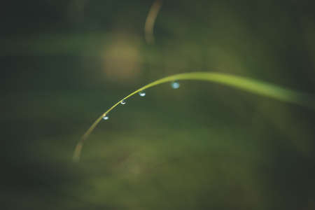 Morning dew on green spring grass with shallow DOF, blurred backgroundの写真素材