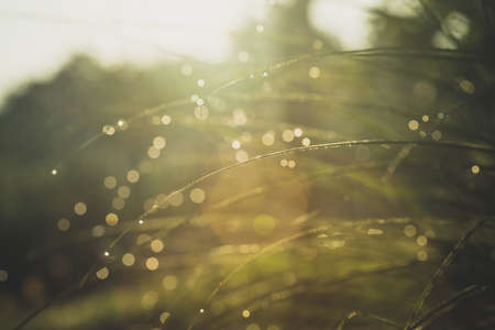 Morning dew on green spring grass with shallow DOF, blurred backgroundの写真素材