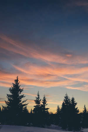 View of a beautiful sunset in the background against a pine tree silhouette.の写真素材