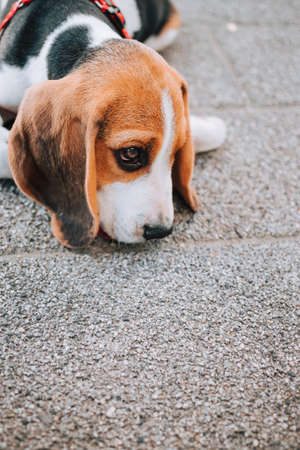 Young Beagle puppy lay on concrete tiles.の写真素材