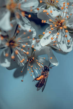 The bee collects pollen from white plum flowers. Spring blossoming sceneの写真素材