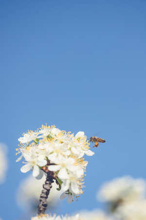The bee collects pollen from white plum flowers. Spring blossoming sceneの写真素材