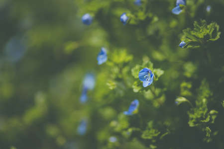 Close up macro scene of beautiful small blue flowers in the fieldの写真素材