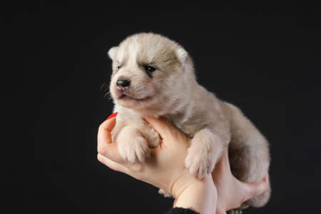 Cute 2 week old Siberian Husky puppy in woman hands on a black backgroundの写真素材