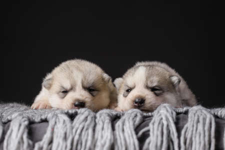 Two cute 2 week old Siberian Husky puppies on a black backgroundの写真素材