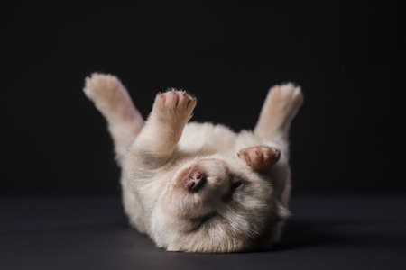 Cute Siberian Husky 2 week old puppy laying on his back on a black backgroundの写真素材