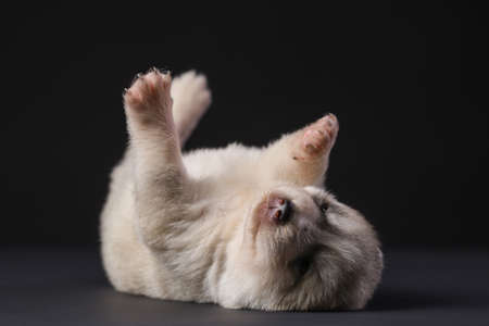 Cute Siberian Husky 2 week old puppy laying on his back on a black background