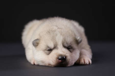 Cute Siberian Husky 2 week old puppy on a black backgroundの写真素材