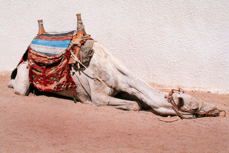 Camel on the sandy beach, relax and enjoy a sunny day. In Egypt, camels are considered as domestic animals, which are used to transport people and goods.の写真素材