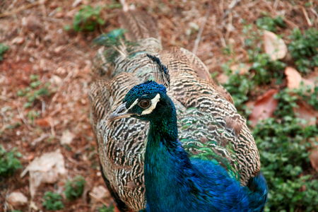Peacock bird in nature, close up. A beautiful bird of paradise peacock in the garden the natural environment.の写真素材