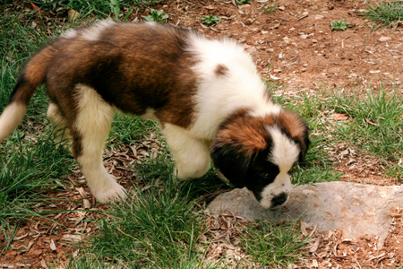 Little saint bernard dog puppy in nature.の写真素材