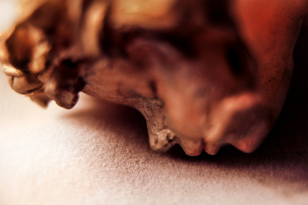 Ceramic head on a white background, close-upの写真素材