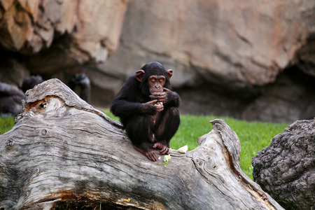 Young black mankey chimpanzee sitting on a large tree. Onion eating chimpanzee covering his face with his hand.の写真素材