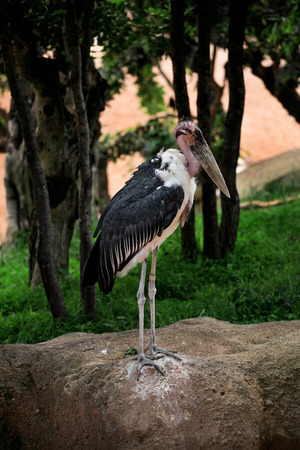 Marabou stork standing on a rock. The beautiful birds at the zoo standing on a rock. The beautiful natural environment.の写真素材