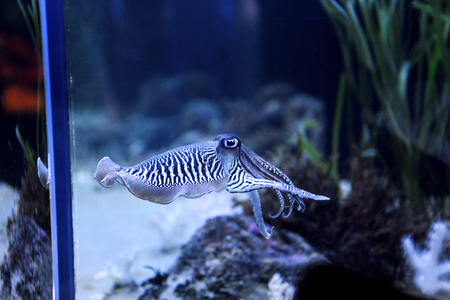 Cuttlefish in the aquarium. Amazing sweet zebra striped cephalopoda looking straight into the eyes of the observer.の写真素材