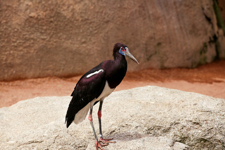 The beautiful birds at the zoo standing on a rock. Birds and animals in wildlife.の写真素材