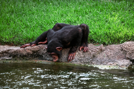 Monkey Chimpanzee drinking water from the river. Small chimpanzee iat the zoo drinking water from the river on the grass.の写真素材