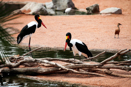 Two Saddle billed storks birds. Couple of birds at the zoo.の写真素材