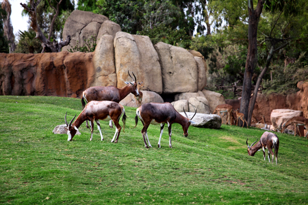 Feeding Grants gazelleの写真素材