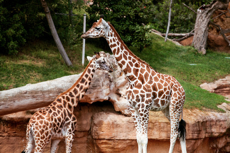 Two giraffes in the zooの写真素材