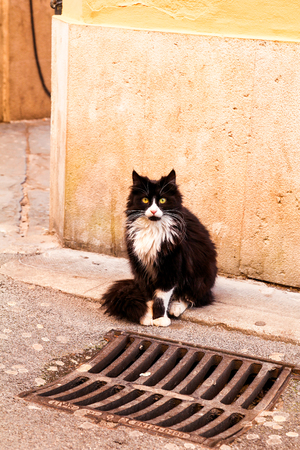 Cat on the street. Street cat sitting on a sidewalk, close up. Pet animals. Domestic animals. Cute little cat.の写真素材