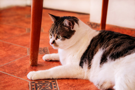 House cat. Cute little house cat relaxes and enjoying the comfort of your room. Pet animals. Domestic animals.の写真素材