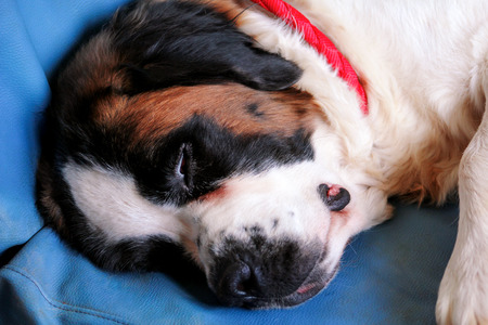 Dog Saint Bernard. A beautiful dog enjoys sleeping on the bed.の写真素材