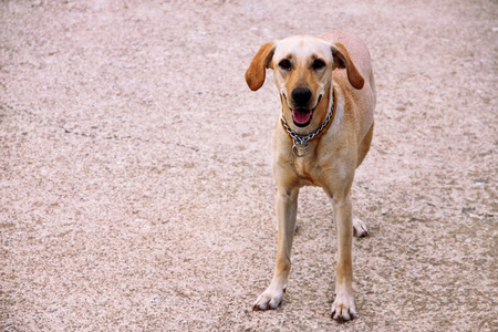 The beautiful dog awaits its owner outside on the street, posing in front of the camera.の写真素材