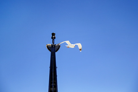 Bird seagull flying in the sky over the sea. White bird seagull flying by mast ship. Seagulls flying around mast sailing yachts. Travel, natural environment, Mediterranean, Adriatic sea.の写真素材