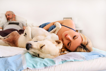 Woman with dogs at home. Handsome woman resting and sleeping with her dog in bed in the bedroom. Owner and dog sleeping. Pet concept. Yellow labrador retriever relax, lonely woman and her best friend.の写真素材