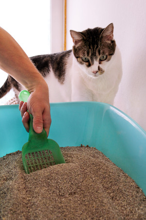 Cleaning cat litter box. Hand is cleaning of cat litter box with green spatula. Toilet cat cleaning sand cat. Man hand and cat litter box. A cat looking at her own poop in the blue litter box.の写真素材