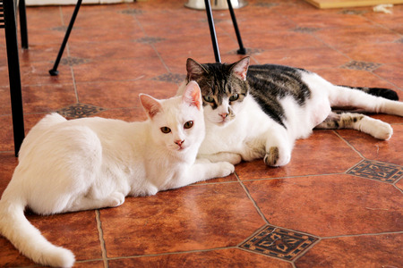 Two cats portrait at home lying and relaxing. Close up of white kitten cat in house. Cute beautiful little kitty, rest and enjoy living room. Pet animals. Domestic animals. Lovely cat pets. Pet shop.の写真素材