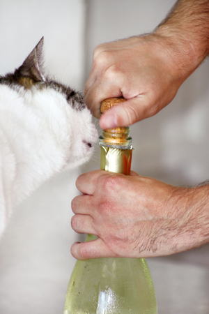 Man is opening a bottle of champagne. Waiter opens a bottle of wine. Man hands open bottle of champagne alcohol and wine drink on party celebration event. Hands close up. Celebration and holidays.の写真素材