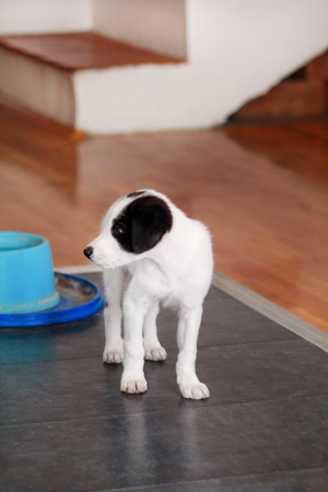 Portrait of little puppy female dog is posing for a photo shoot, close up.の写真素材