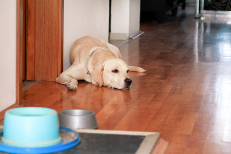 Portrait of yellow labrador dog laying, resting and posing for photo shoot on wooden floorの写真素材