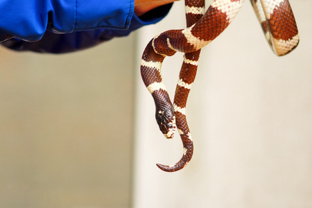 Man holds in hands reptile Milk snake Lampropeltis triangulum Arizona kind of snake.の写真素材