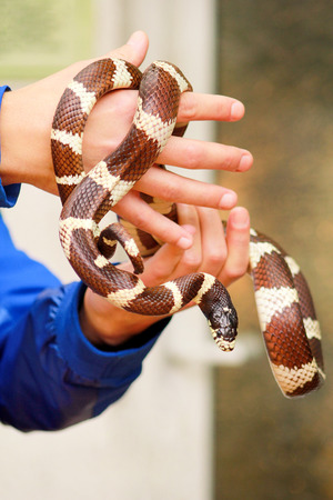 Man holds in hands reptile Milk snake Lampropeltis triangulum Arizona kind of snake.の写真素材