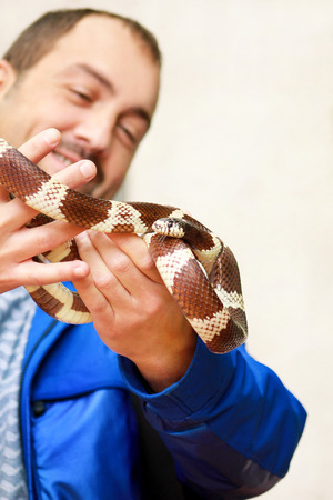 Man holds in hands reptile Milk snake Lampropeltis triangulum Arizona kind of snake.の写真素材