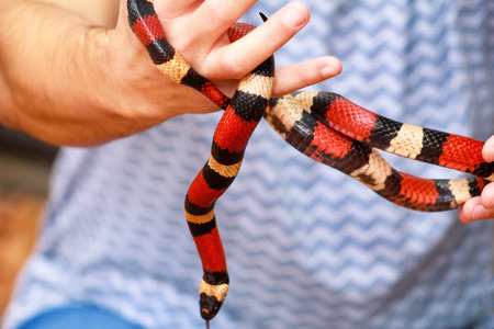 Man holds in hands reptile Milk snake Lampropeltis triangulum Arizona kind of snake.の写真素材